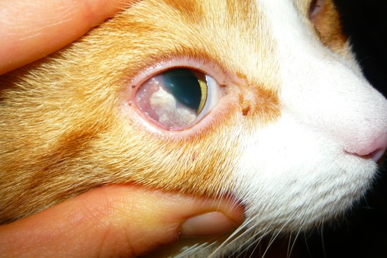 Keratitis in cat eye.
