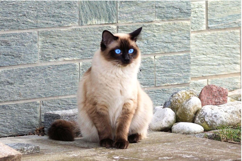 The Siamese.